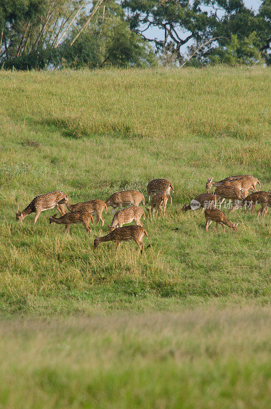 Chital, Cheetal, Spotted deer, Axis deer漫步在草地上